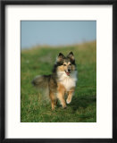 Sheltie / Shetland Sheepdog Running