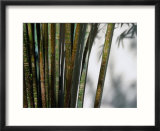Bamboo Plants At Chinese Friendship Gardens  Darling Harbour Sydney  New South Wales  Australia