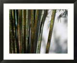 Bamboo Plants At Chinese Friendship Gardens  Darling Harbour Sydney  New South Wales  Australia