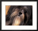 Lhasa Apso Face Portrait