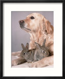 Golden Retriever  and Young Domestic Rabbits
