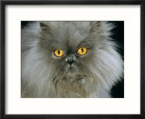 Domestic Cat  Blue Persian Longhair