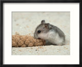 Young Dwarf Hamster Eating Millet