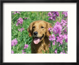 Golden Retriever Amongst Meadow Flowers  USA