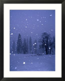 Falling Snow  Yosemite National Park  California  USA