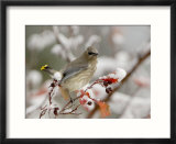 Cedar Waxwing  Young on Hawthorn with Snow  Grand Teton National Park  Wyoming  USA