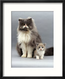 Domestic Cat  Blue Bicolour Persian Male with His 7-Week Lilac Bicolour Kitten