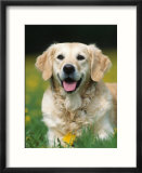 Golden Retriever Dog