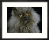 Domestic Cat  Blue Persian Longhair