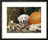 Golden Retriever Puppy (Canis Familiaris) Portrait with Pumpkin