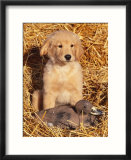 Golden Retriever Puppy with Decoy Duck  USA