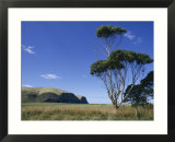 Hickory Bay  Banks Peninsula  Canterbury  South Island  New Zealand
