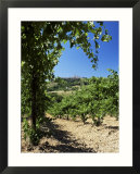 View from Vineyard of the Town of San Gimignano  Tuscany  Italy