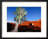 Tree Infront of Turret Arch  Arches National Park