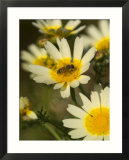 Bee Sitting on Wildflower  Naxos  Southern Aegean  Greece