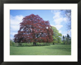 Copper Beech Tree  Croft Castle  Herefordshire  England  United Kingdom
