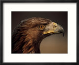 Golden Eagle  Highland Region  Scotland  United Kingdom