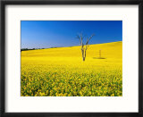 Dead Tree in Field of Flowering Canola  Cootamundra  New South Wales  Australia