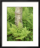 Silver Birch Trees and Ferns  Near Tromso  Norway  Scandinavia