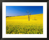 Dead Tree in Field of Flowering Canola  Cootamundra  New South Wales  Australia