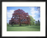Copper Beech Tree  Croft Castle  Herefordshire  England  United Kingdom
