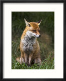 Red Fox  Vulpes Vulpes  Captive  United Kingdom