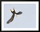 Bald Eagle Dive for Prey  Homer  Alaska  USA