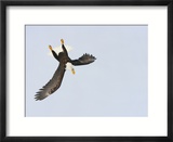 Bald Eagle Dive for Prey  Homer  Alaska  USA