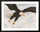 Bald Eagle in Landing Posture  Homer  Alaska  USA
