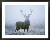 Red Deer (Cervus Elaphus) Stag at Dawn During Rut in September  UK  Europe