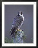 Peregrine Falcon (Falco Peregrinus)  Scotland  UK  Europe