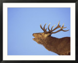 Red Deer Stag  Highlands  Scotland  UK  Europe