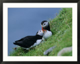 Puffin Pair (Fratercula Artica) Billing  Shetland Islands  Scotland  UK  Europe
