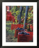 Grape Picking in Renato Ratti Vineyard  Piedmont  Italy