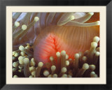 Purple Magnificent Sea Anemone Heteractis Magnifica Home to Clown Fish  Solomon Islands