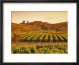 Vineyard  Barossa Valley  South Australia  Australia