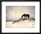 Chocolate Horse Feeding from Dry Brush