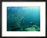 Californian Sea Lion  Sea of Cortez  Mexico