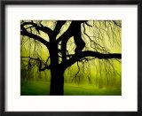 Green and Golden Landscape behind Tree