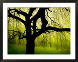Green and Golden Landscape behind Tree