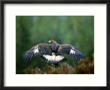Golden Eagle  Male Perched  Highlands  Scotland