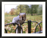Grey Squirrel  St James Park  London
