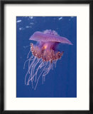 Jelly Fish  St Johns Reef  Red Sea