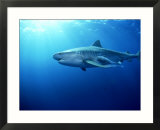 Tiger Shark  Aliwal Shoal  South Africa