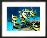 Banner Fish  St Johns Reef  Red Sea