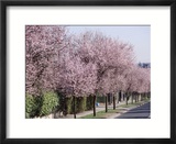 Prunus Cerasifera "Pissardii" Lining a Road with Blossom in Spring
