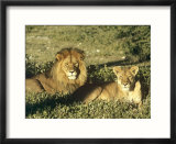 African Lion  Pair  East Africa