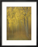 Silver Birch  Impression of Woodland  Scotland