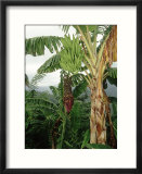Bananas Cultivated  West Indies