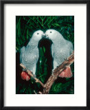 African Grey Parrot  Pet Portrait  California  USA